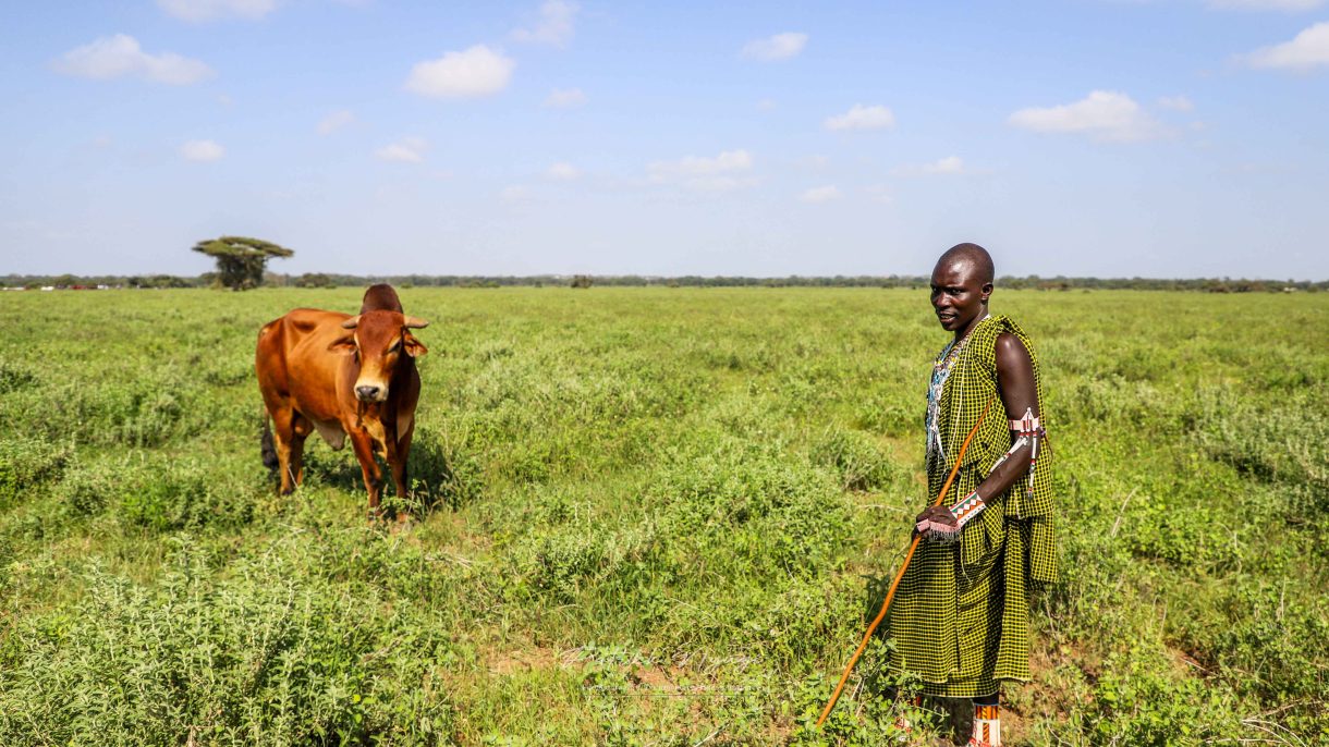 A Breeding Bull during the Maasai olympics