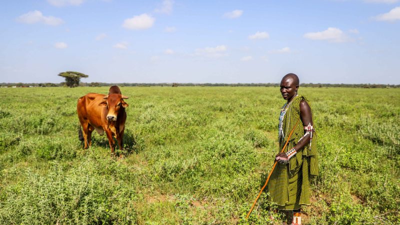 A Breeding Bull during the Maasai olympics