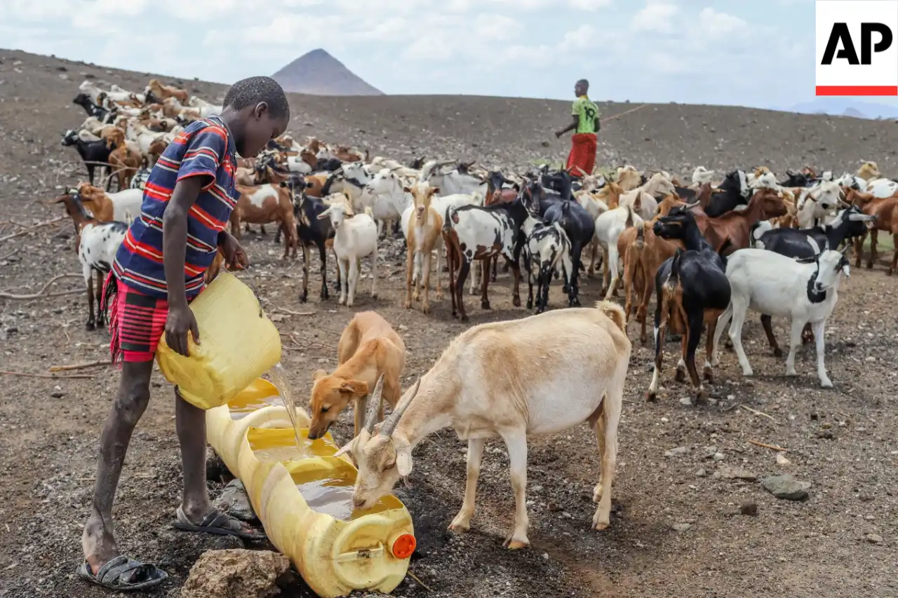 A child collects water from a well to quench livestock amid water shortage caused by prolonged drought in Lopii Village, Turkana County, Kenya, Monday, Feb. 9, 2026. (AP Photo/Patrick Ngugi)